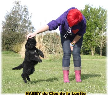 bouvier des flandres photo chiot - Elevage Clos Luette -  COPYRIGHT DEPOSE